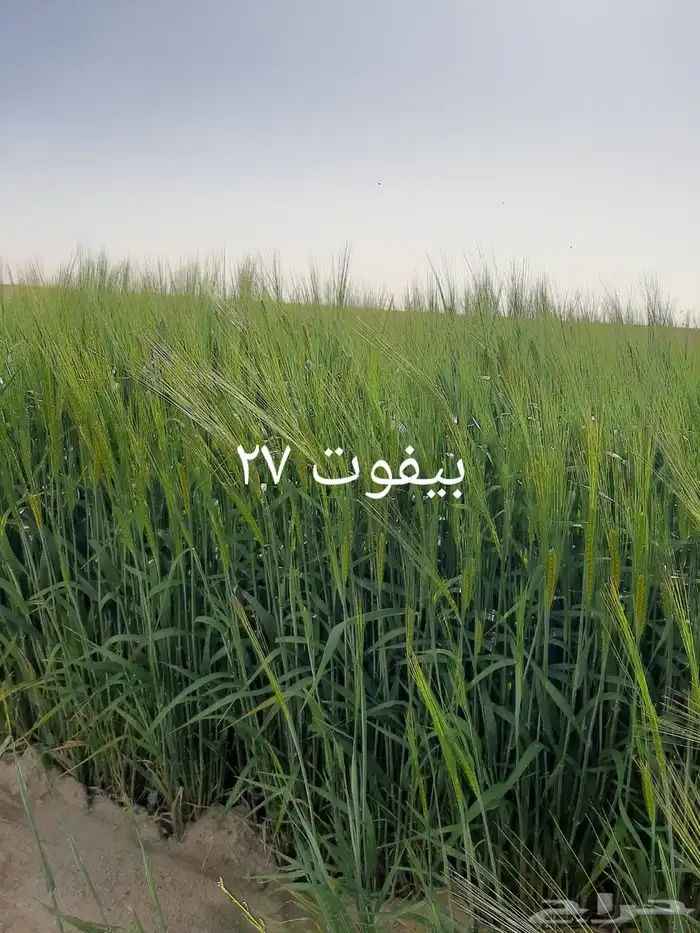 شارع يحي المعلمي 60 مع 80 26