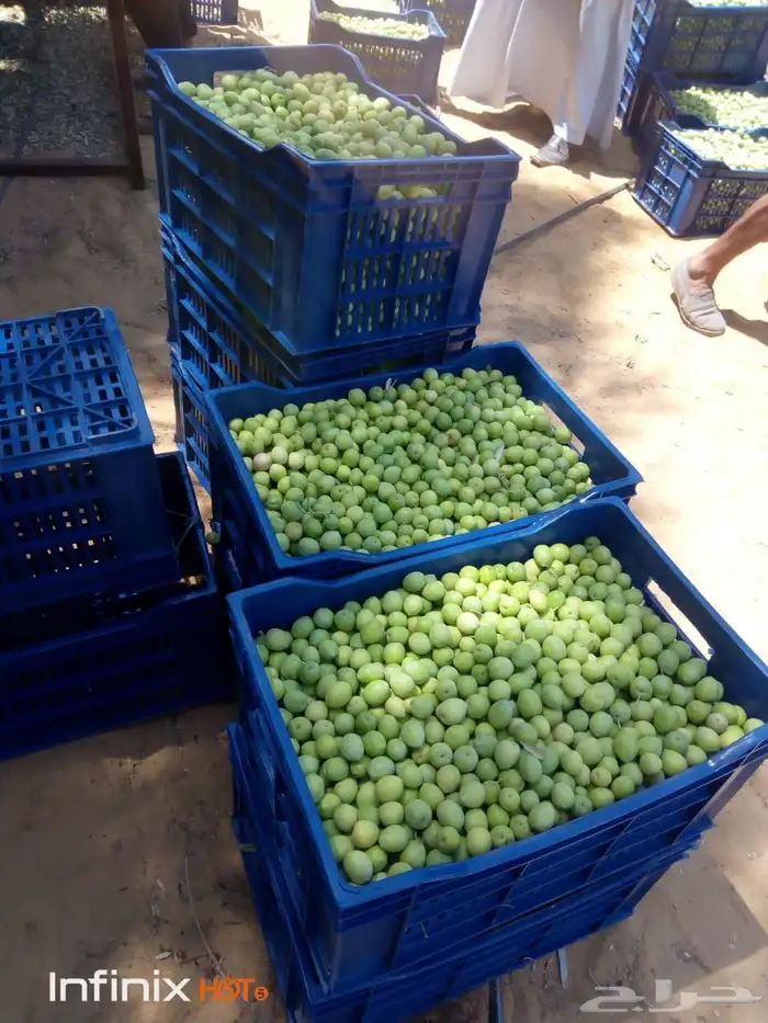 شارع يحي المعلمي 60 مع 80 14