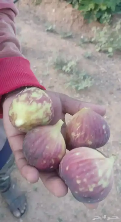 مزرعة للبيع الرياض_المزاحمية_نساح_الصدر الاعلي 17