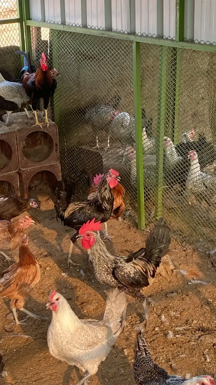 ينبع النخل 1
