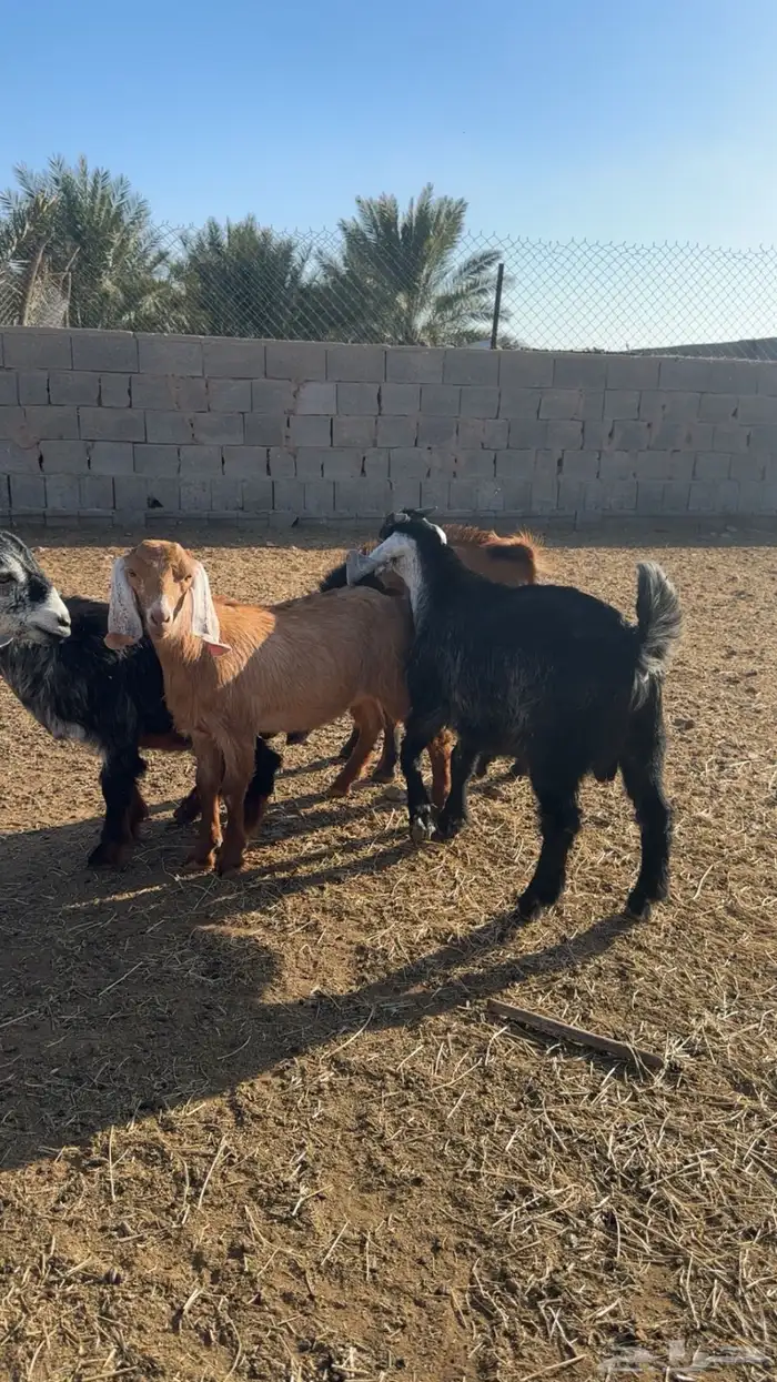 تيوس للبيع 2