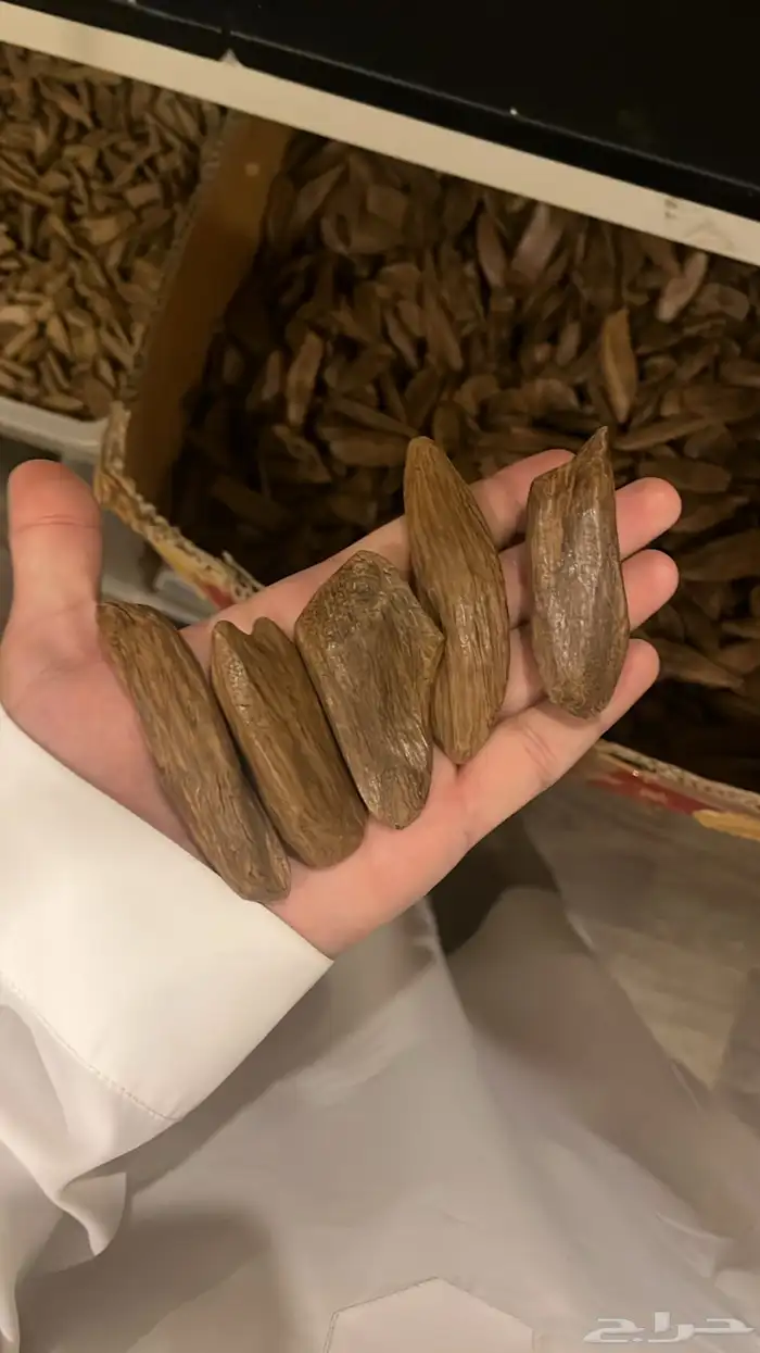 افضل مروكي محسن 0