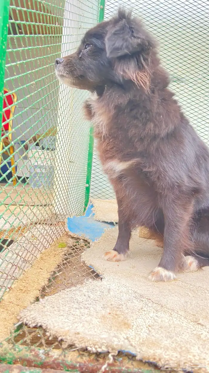 للبيع انثى شواوا احتمال حامل  . 5
