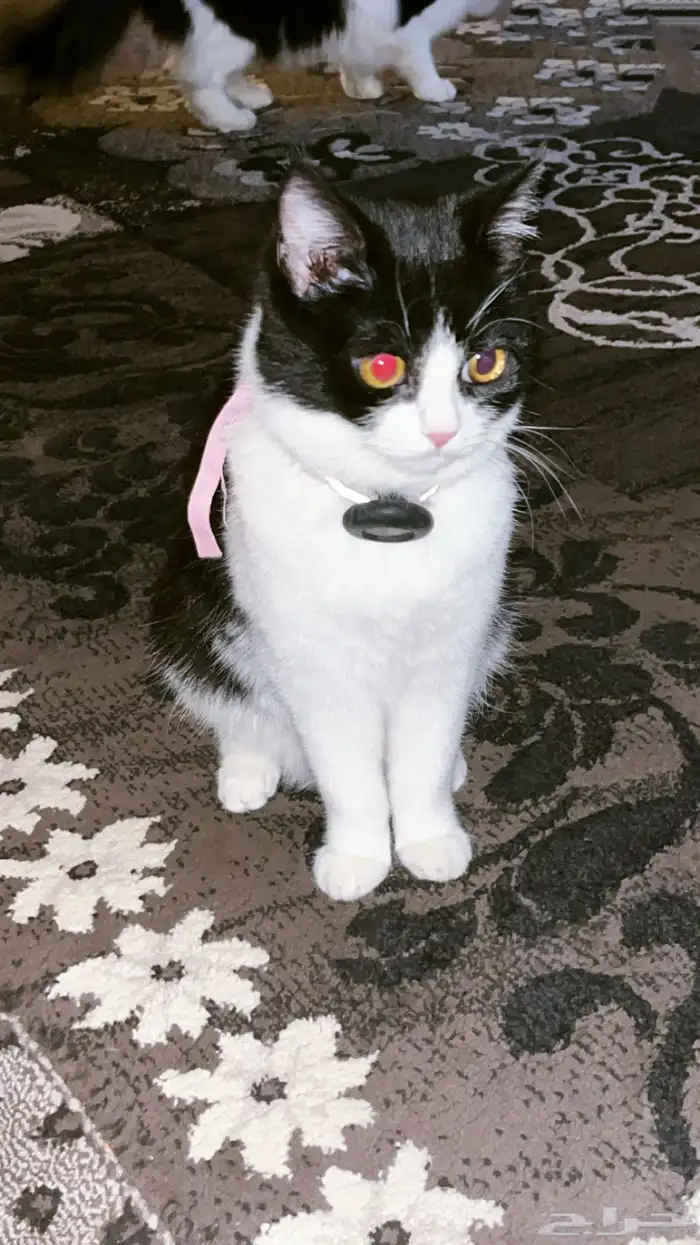 قطط للبيع 0