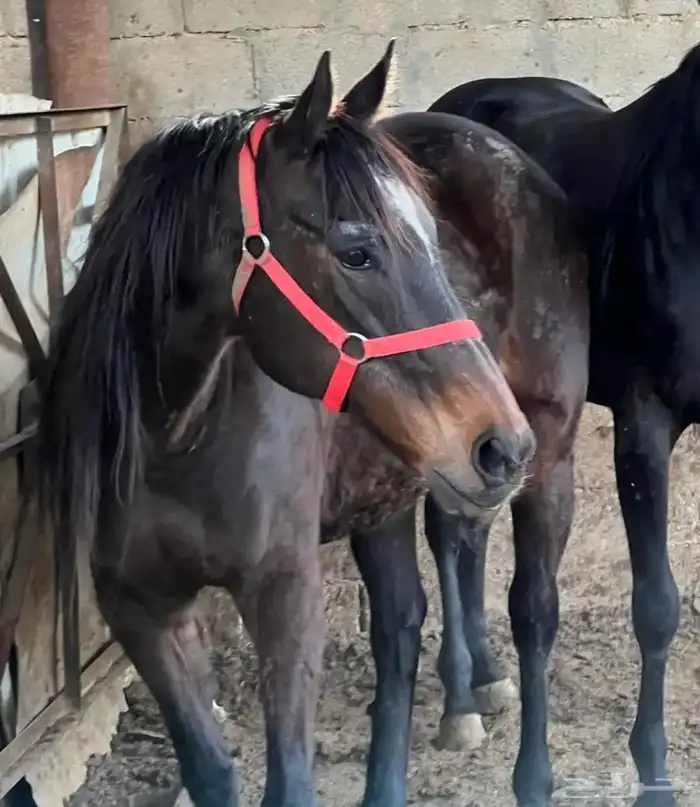 خيل انقليزي 2