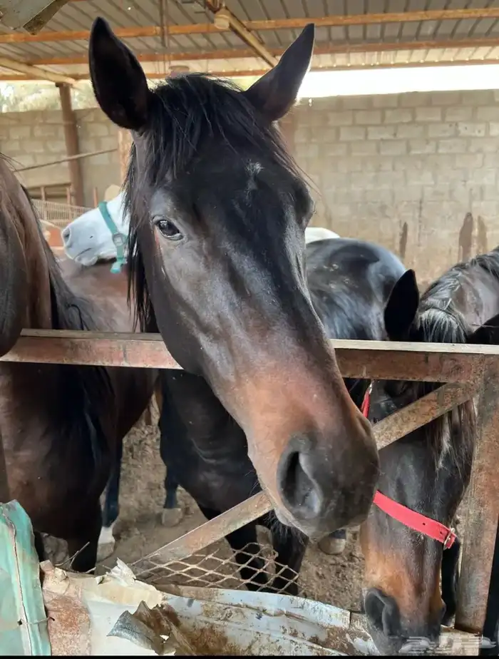 خيل انقليزي 8