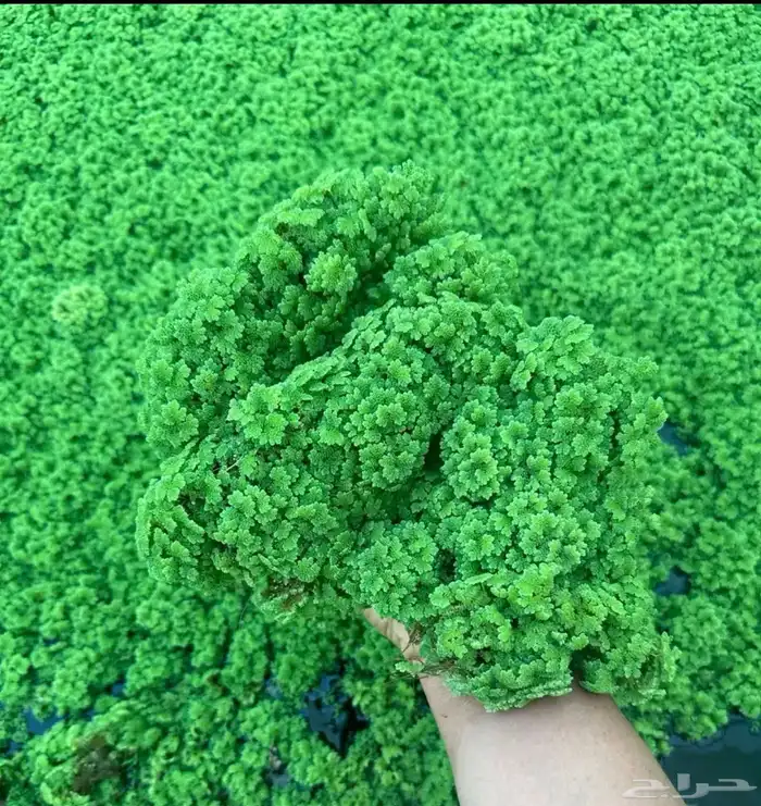 نبات الازولا و علف 1