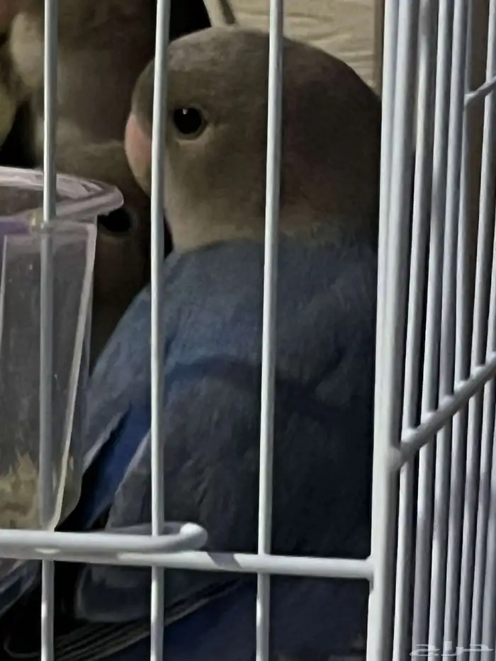 طيور الروز 0