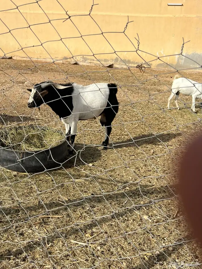 فحل ماعز للبيع 2