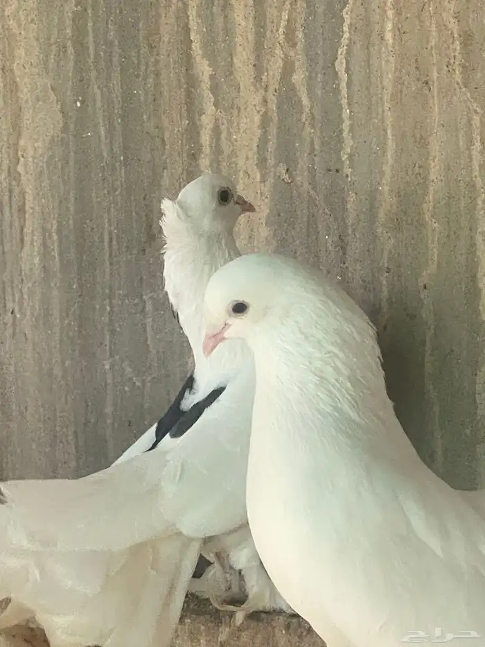 حمام رقاص ابيض آلموقع القنفذه 1