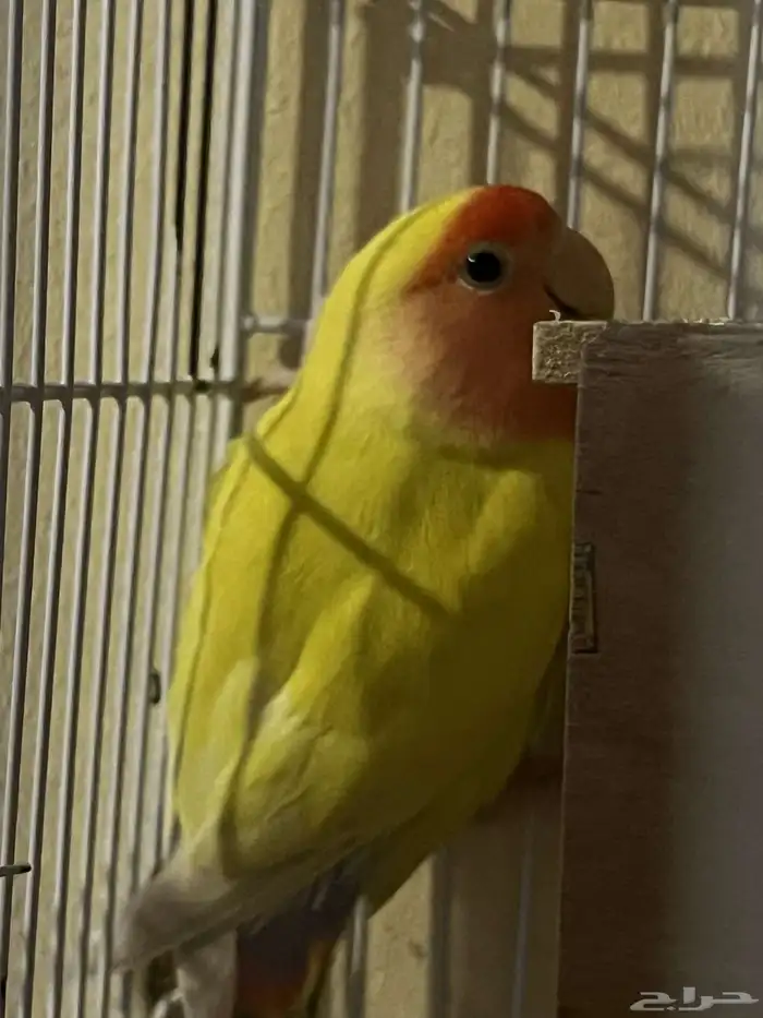 طيور الروز 1