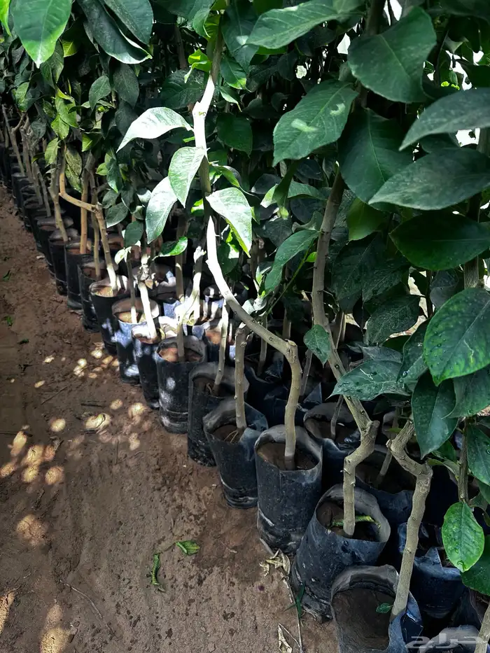 اكياس حمضيات جميع الأصناف- ليمون برتقال - يوسفي   نجران 4