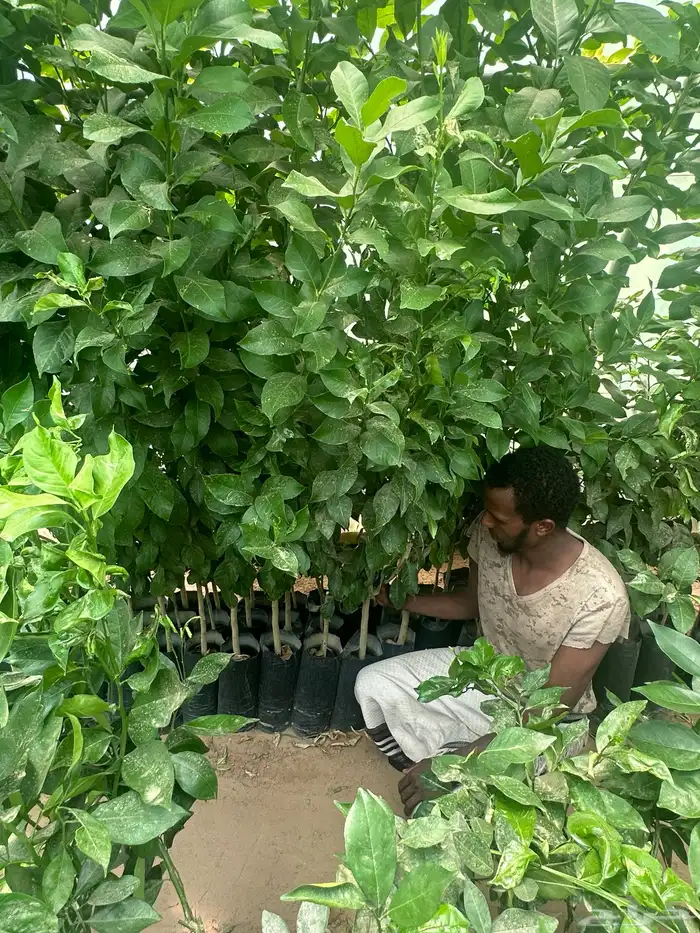 اكياس حمضيات جميع الأصناف- ليمون برتقال - يوسفي   نجران 3