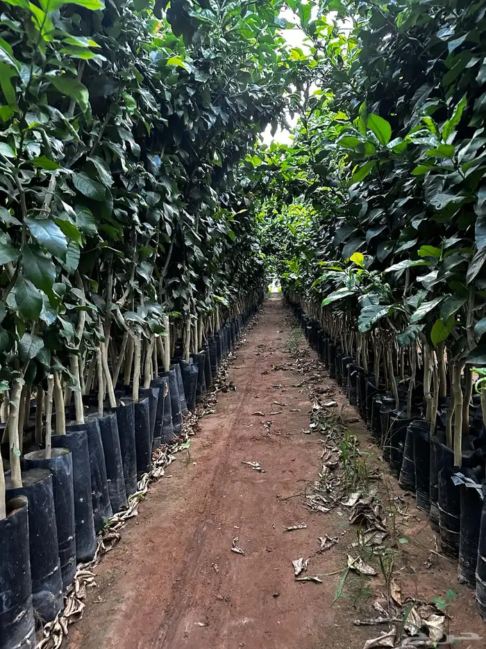 اكياس حمضيات جميع الأصناف- ليمون برتقال - يوسفي   نجران 1