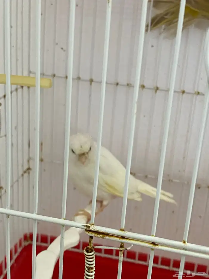 زوج كناري منتج 3