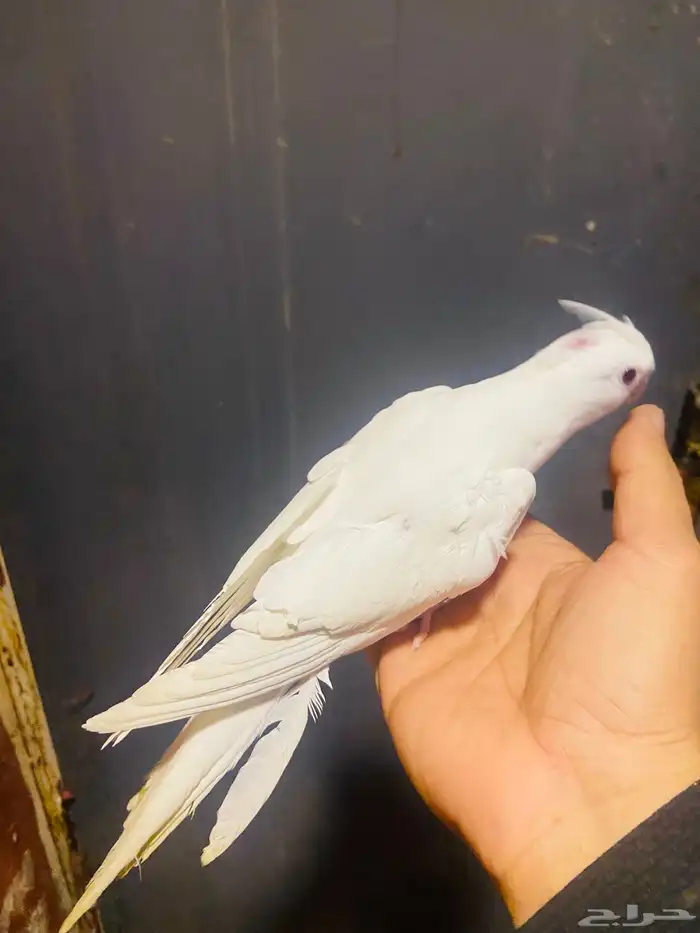 كروانات اليفة البينو ابيض 0