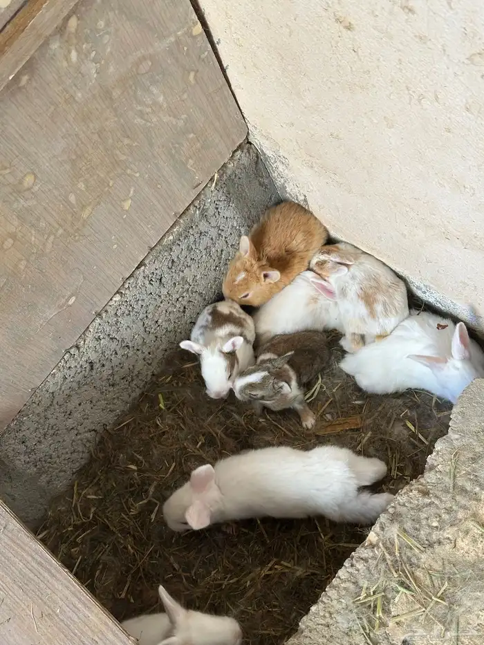 أرانب للبيع. (( تم البيع )) 1