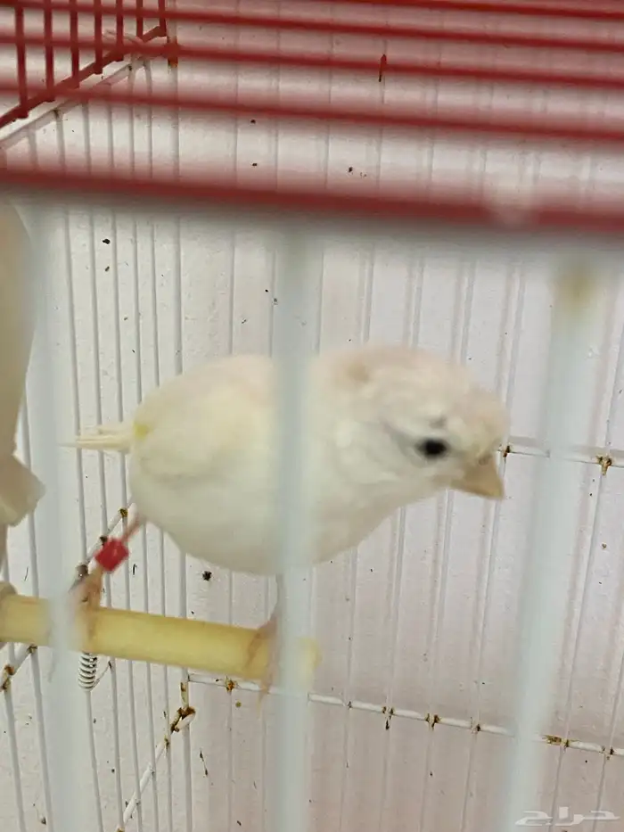 زوج كناري منتج 0