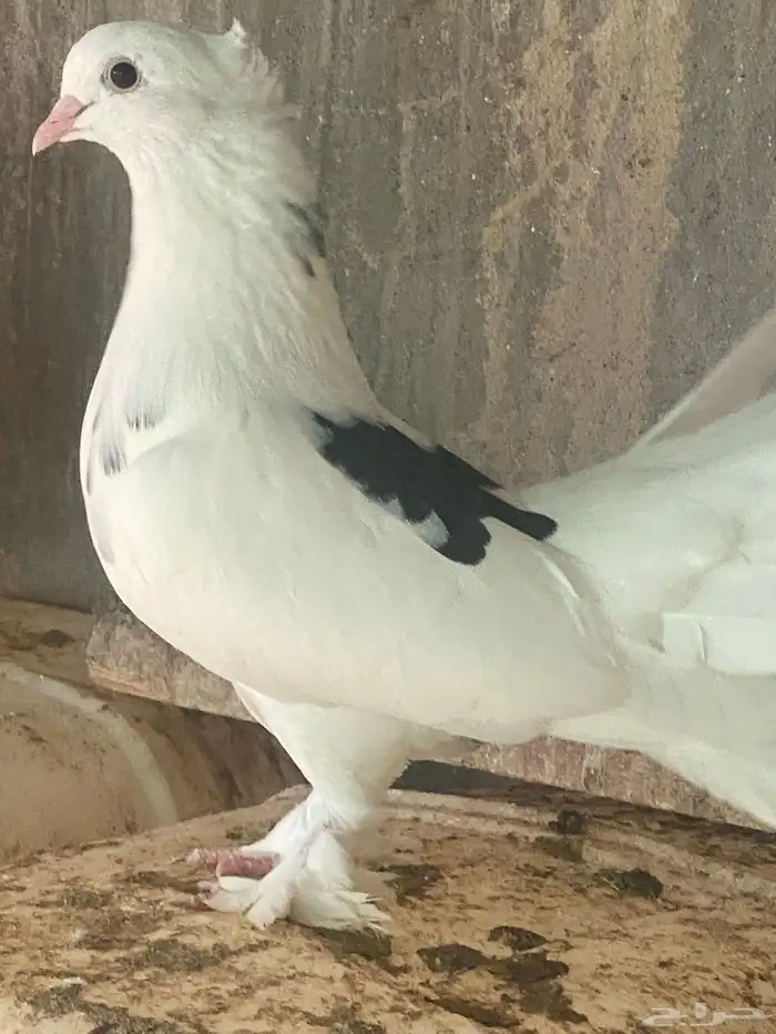 حمام رقاص ابيض آلموقع القنفذه 0