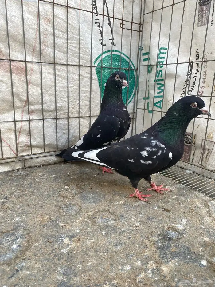 للبيع ذكرين كمنقر من 0