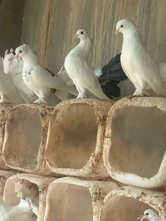 حمام رقاص ابيض آلموقع القنفذه 4