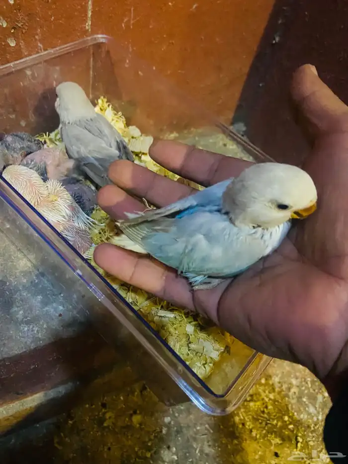 فروخ روزات للبيع 2