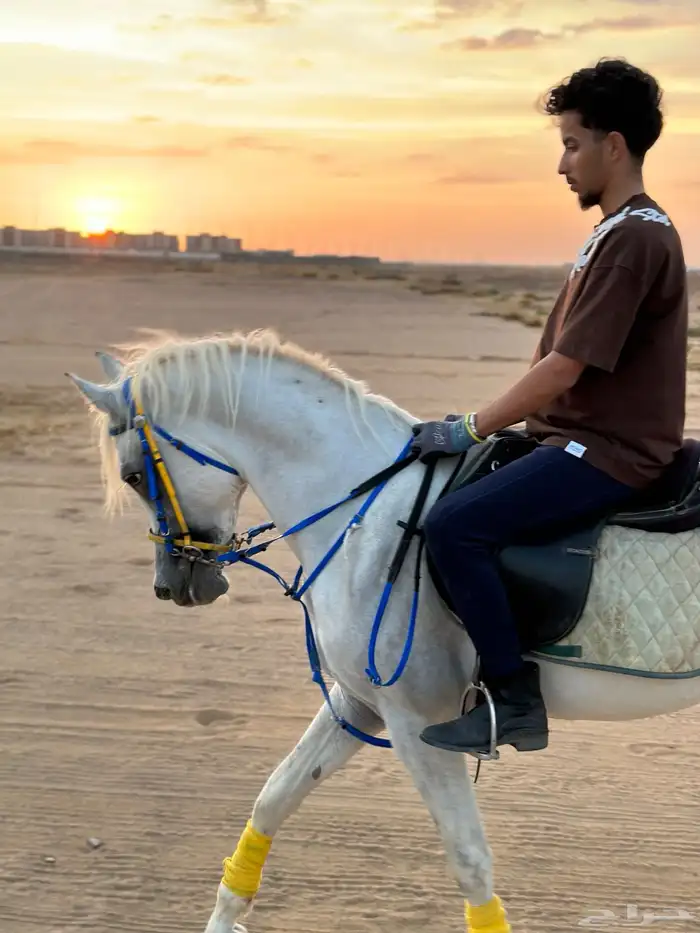 حصان واهو 1