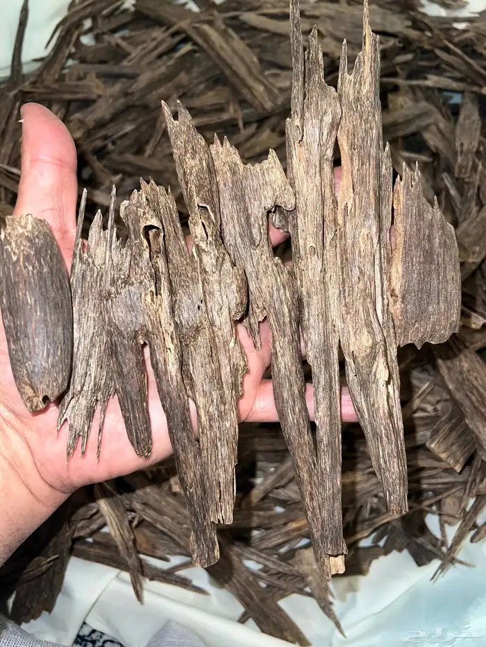 عود هندي منيبور دبل وتربل 0