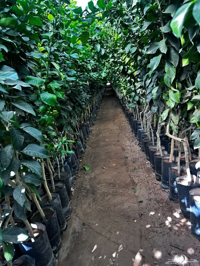 اكياس حمضيات جميع الأصناف- ليمون برتقال - يوسفي   نجران 0