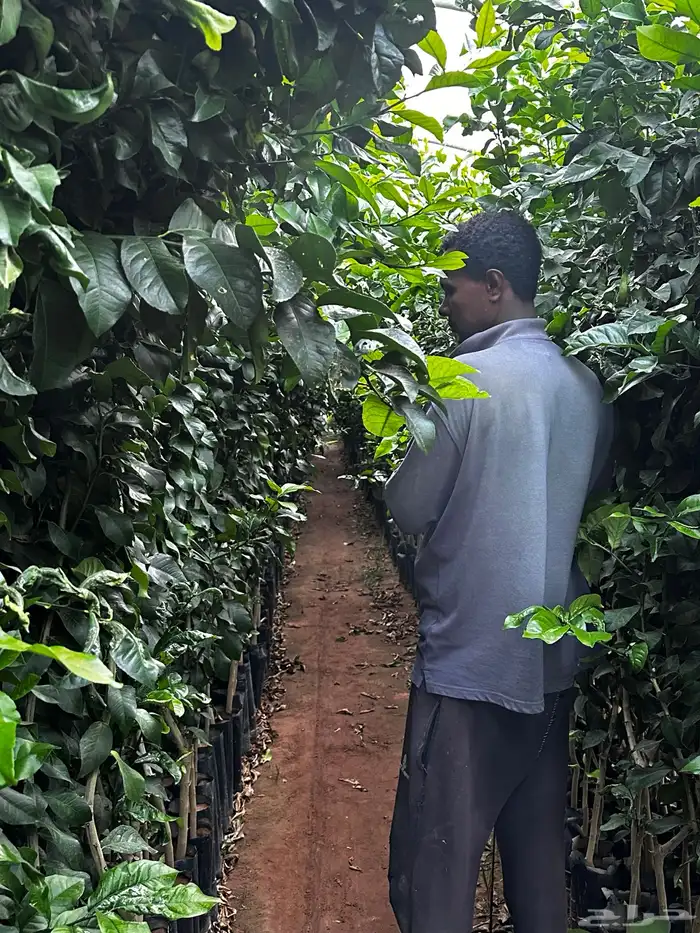 اكياس حمضيات جميع الأصناف- ليمون برتقال - يوسفي   نجران 5