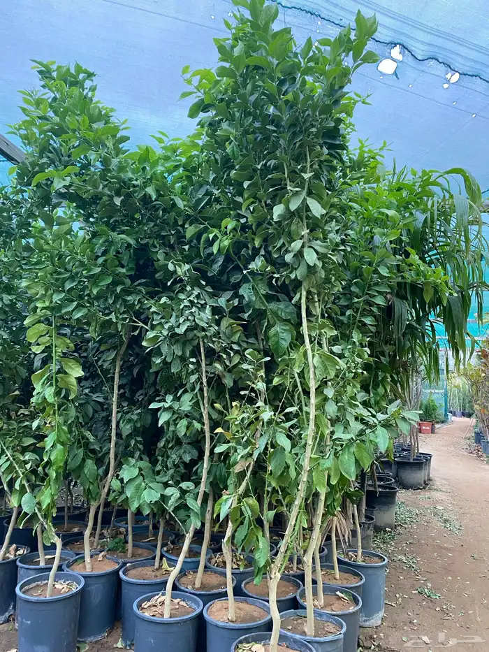 اشجار ظلال 3 متر 1