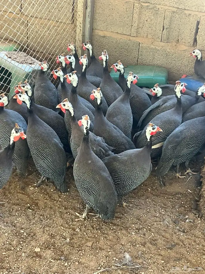 دجاج حبشي 0