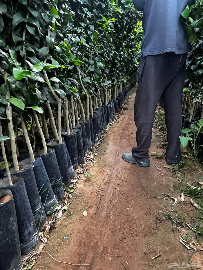 اكياس حمضيات جميع الأصناف- ليمون برتقال - يوسفي   نجران 2