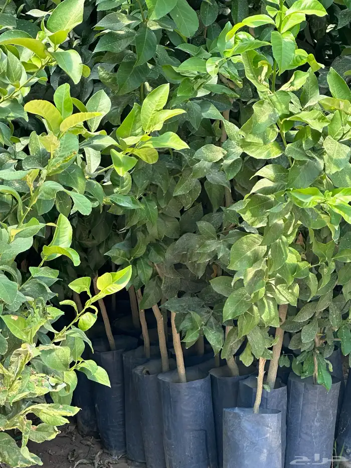 اكياس حمضيات جميع الأصناف- ليمون برتقال - يوسفي   نجران 6