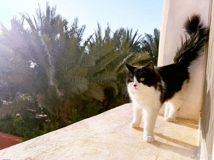 قطط للبيع 2