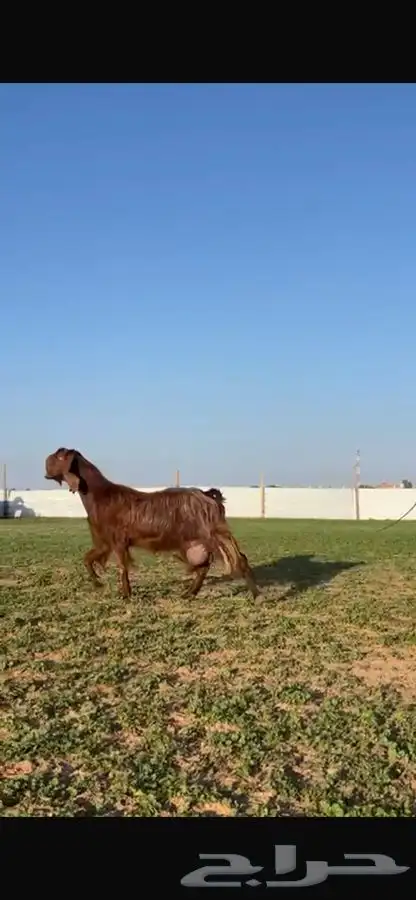 للبيع عنز قبرصيه فاخره جرم 0