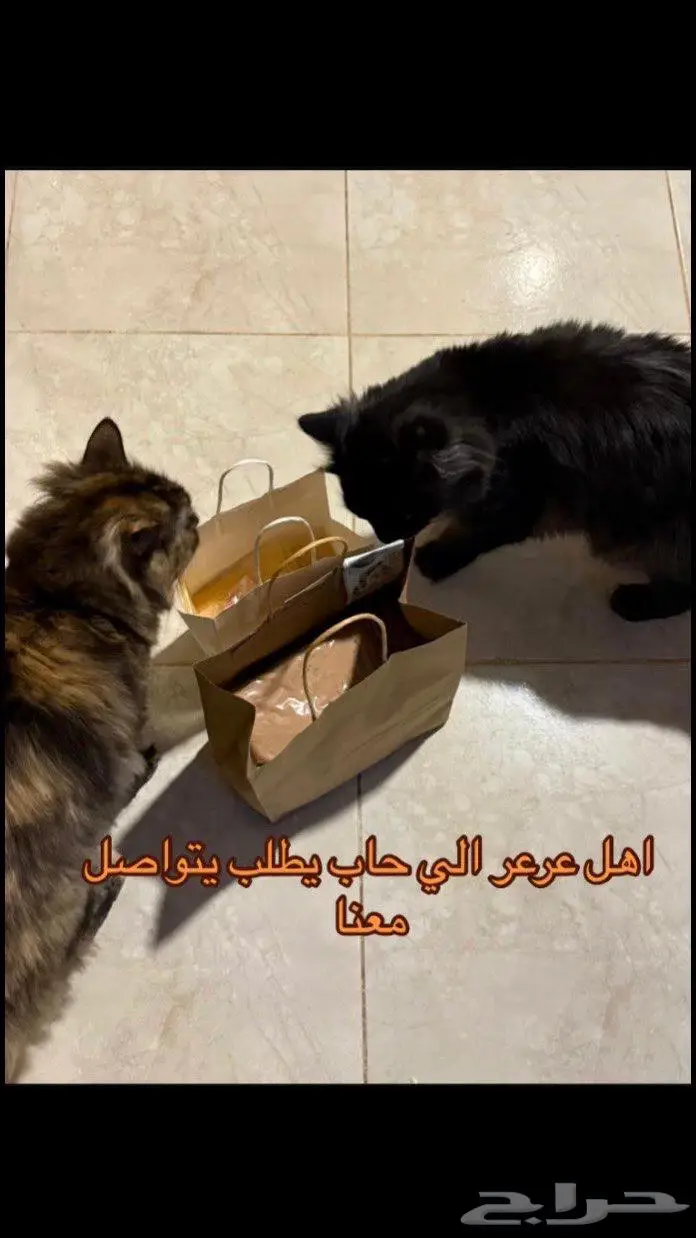 اكل قطط رطب منزلي 0
