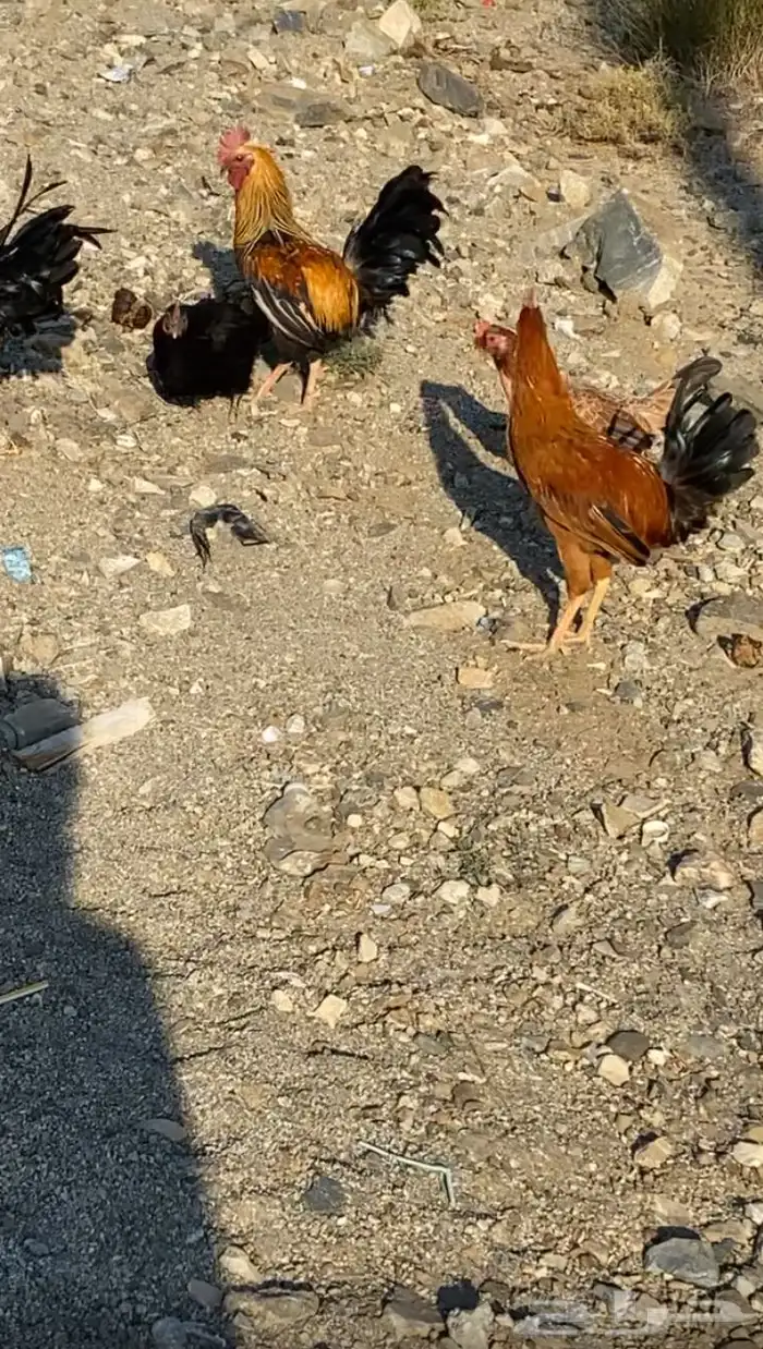 دجاج ثلاثه ديكه وثلاث دجاج بلدي اصيل 0
