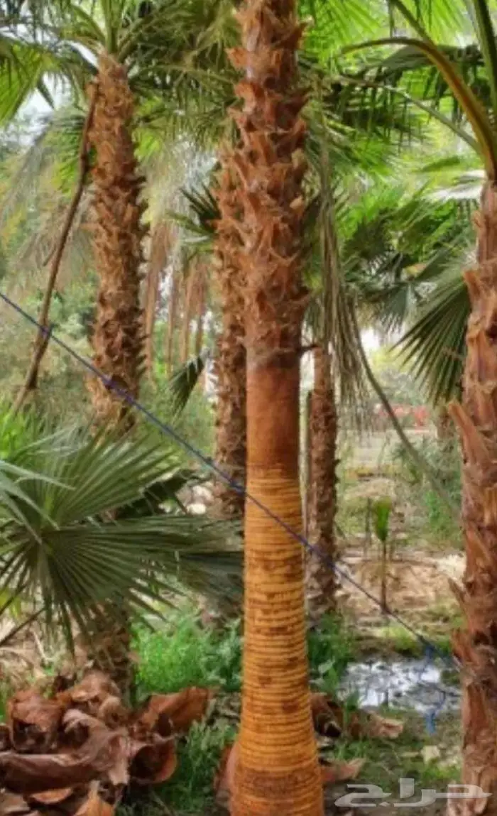 نخل للبيع معاتوصيل خلاص صقعي برحي سكري مجدول واشنطني 3