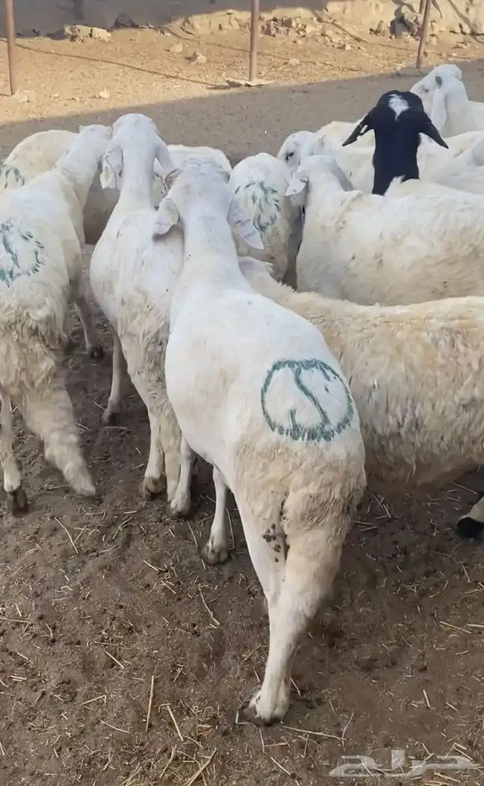 سواكنى مربي شمال جدة 0