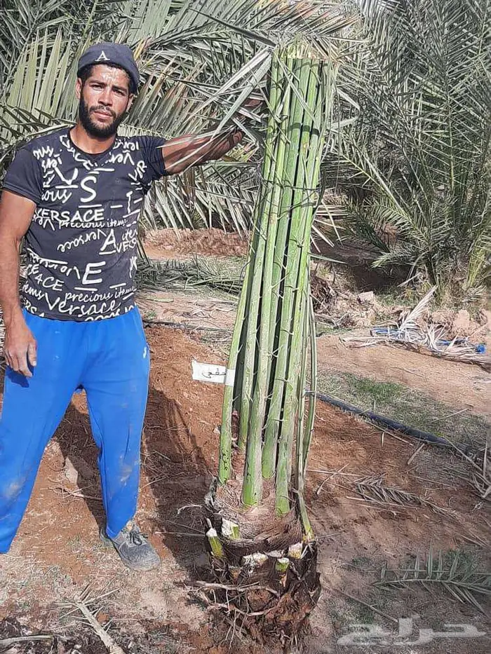 نخل للبيع معاتوصيل خلاص صقعي برحي سكري مجدول واشنطني 2