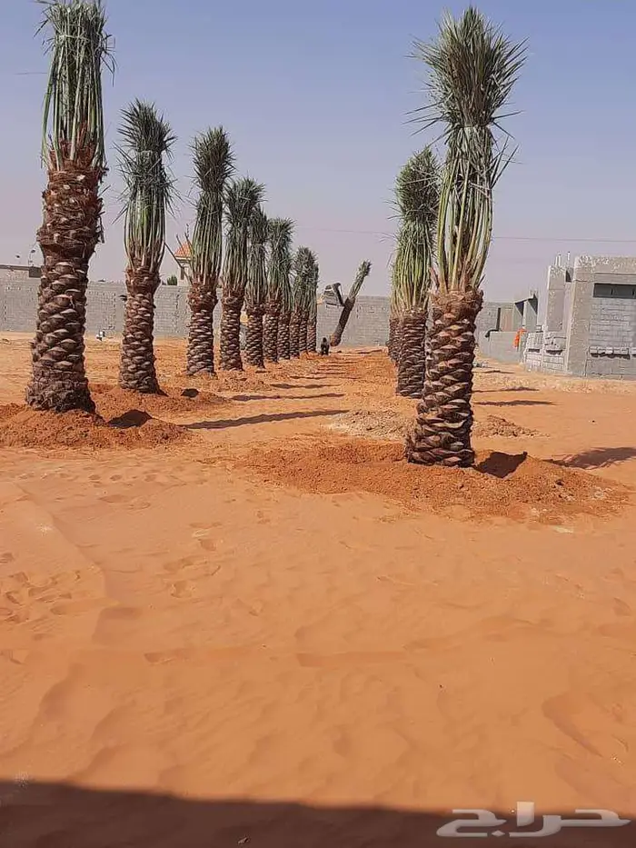 نخل للبيع معاتوصيل خلاص صقعي برحي سكري مجدول واشنطني 0