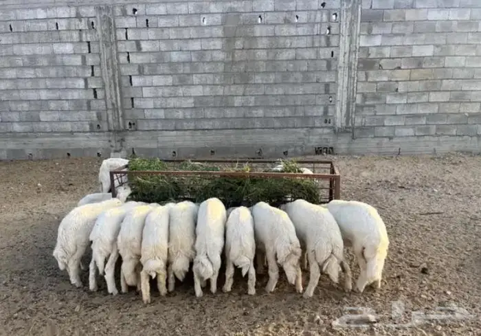 ذبائح للبيع 0