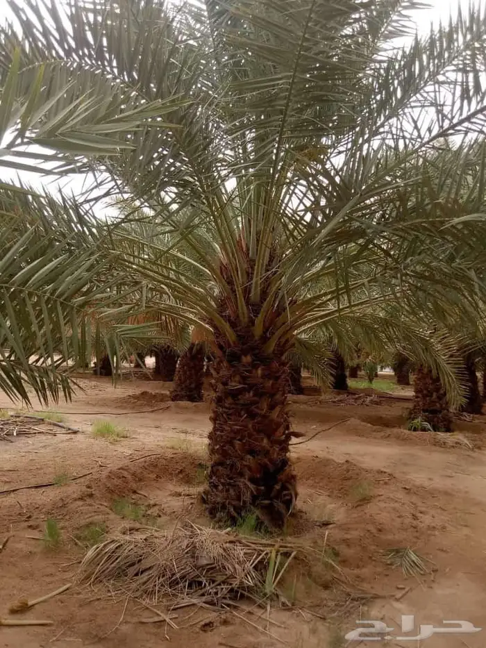 نخل للبيع معاتوصيل خلاص صقعي برحي سكري مجدول واشنطني 7