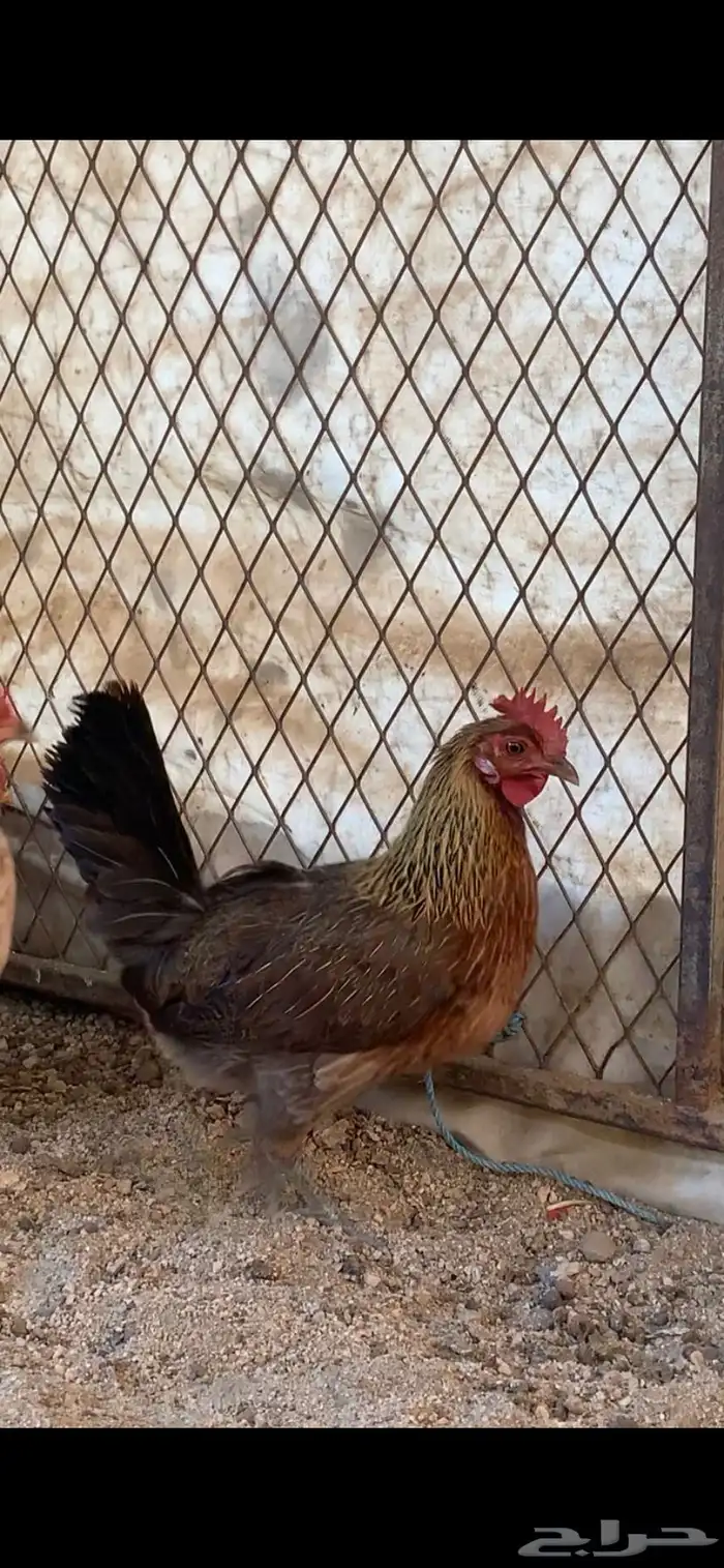للبيع دجاجه عربيه فريه(تم البيع) 0