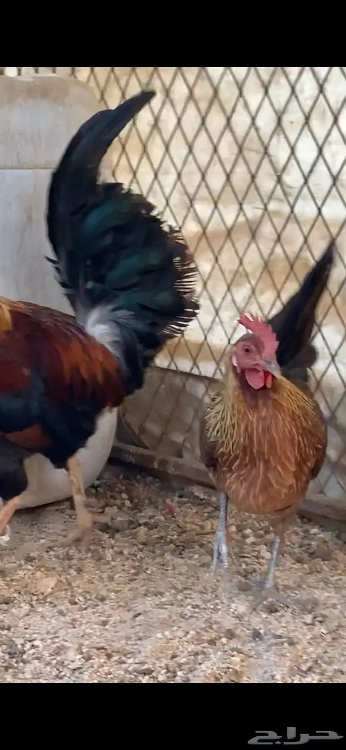 للبيع دجاجه عربيه فريه(تم البيع) 3