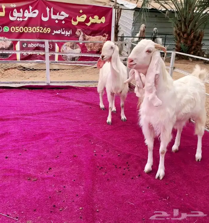 ثلاث معزاء مشاريك فاخره 5