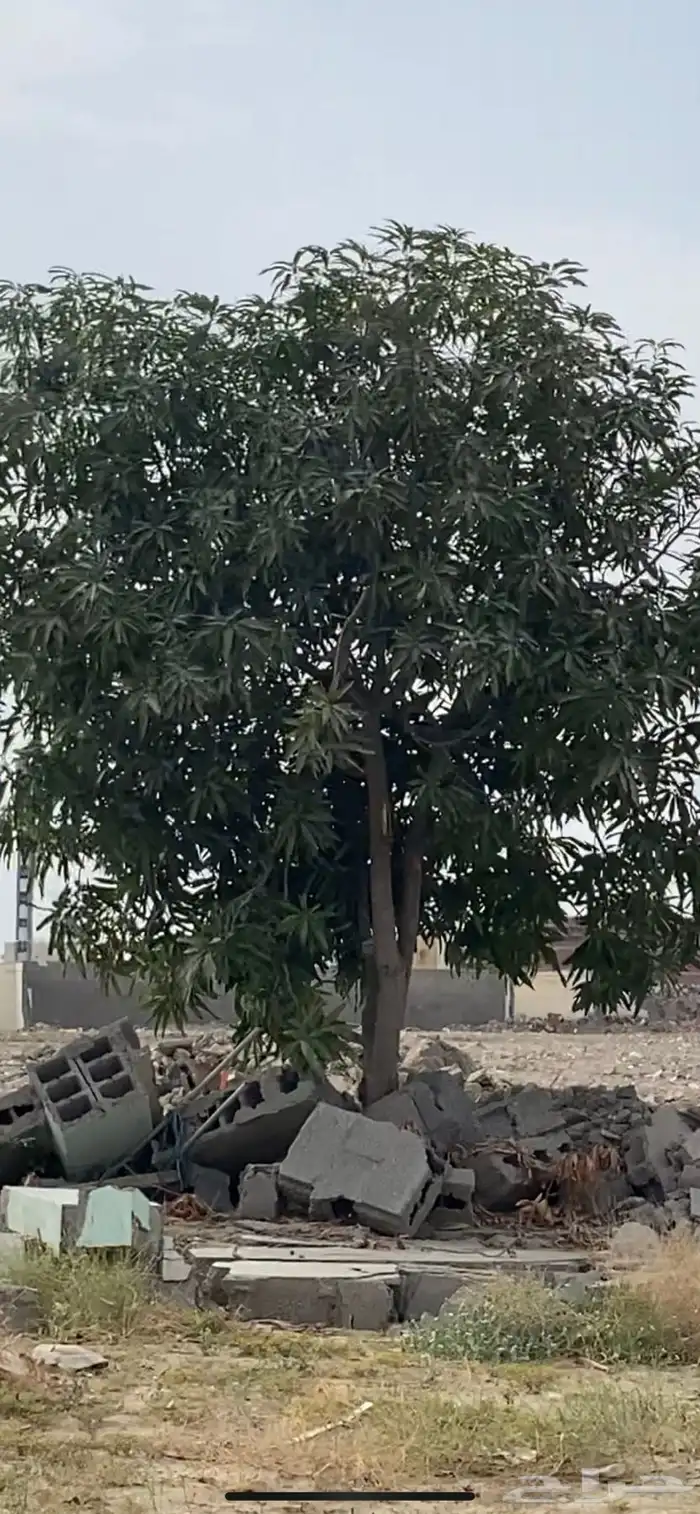 شجرة مانجو مشاء الله مثمره تقريبا العمر اكثر من 15سنه 0