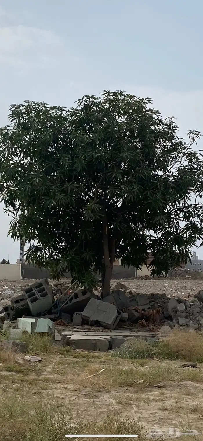 شجرة مانجو مشاء الله مثمره تقريبا العمر اكثر من 15سنه 1