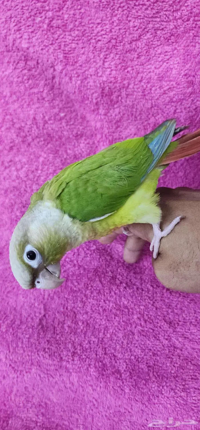 كنيور اليف هدد مناسب للصغار والكبار 1